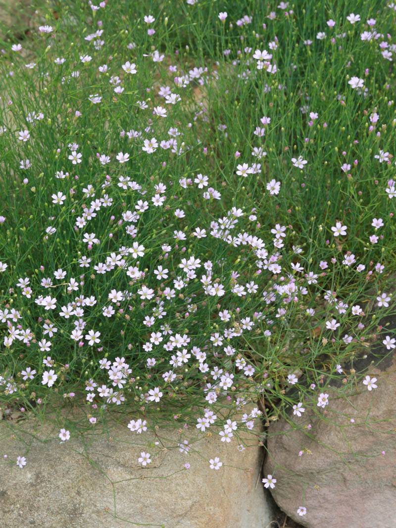 Petrorhagia saxifraga- петрорагия каменоломка (1622)